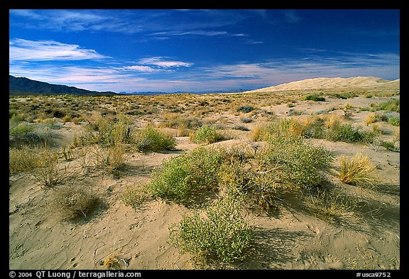 Bushes and Kelso Dunes. Mojave National Preserve, California, USA (color)