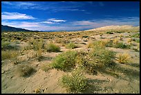 Bushes and Kelso Dunes. Mojave National Preserve, California, USA ( color)