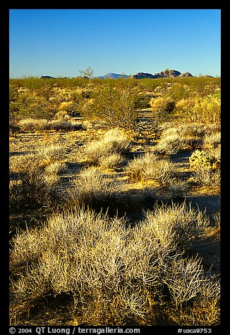 Desert grasslands. Mojave National Preserve, California, USA (color)