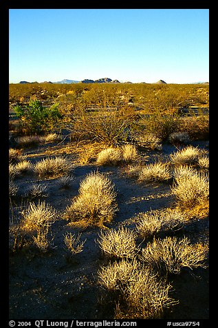 Sage bushes on flats. Mojave National Preserve, California, USA