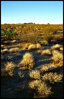 Sage bushes on flats. Mojave National Preserve, California, USA ( color)