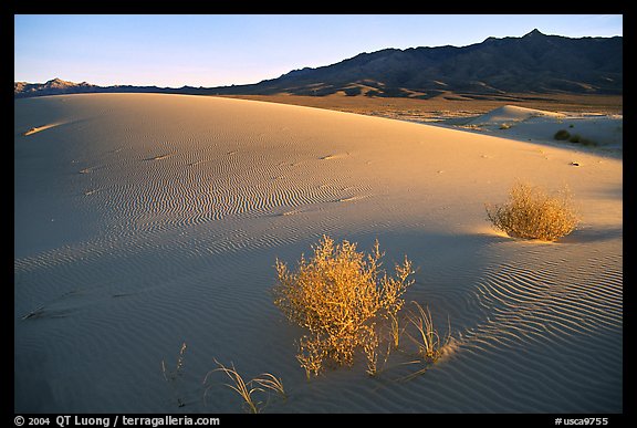 Kelso Dunes, sunset. Mojave National Preserve, California, USA (color)