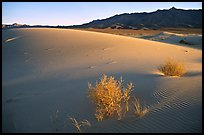 Kelso Dunes, sunset. Mojave National Preserve, California, USA ( color)