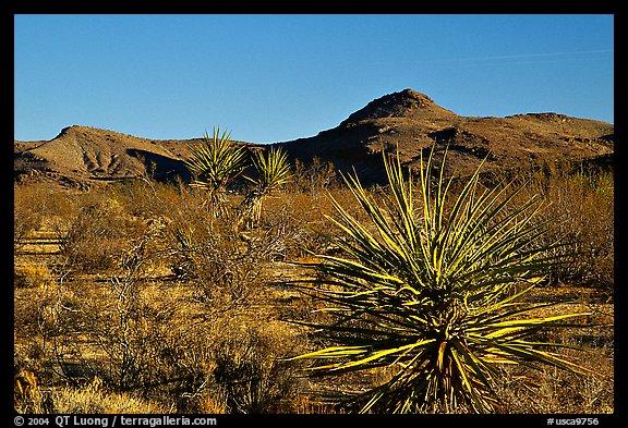 High desert landscape. Mojave National Preserve, California, USA (color)