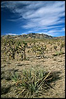 Yuccas, Joshua Trees and Cima Mountains. Mojave National Preserve, California, USA (color)