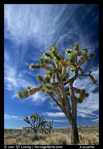 Joshua Trees and clouds. Mojave National Preserve, California, USA (color)