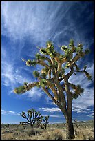 Joshua Trees and clouds. Mojave National Preserve, California, USA (color)