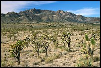 Joshua Trees and Cima Mountains. Mojave National Preserve, California, USA (color)