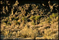 Desert plants and rock formations, Hole-in-the-Wall. Mojave National Preserve, California, USA (color)