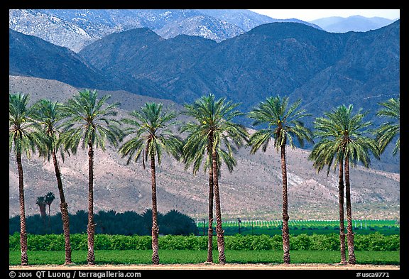 Palm trees and fields in oasis, Coachella Valley. California, USA