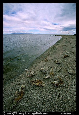 Dead fish on the shores of Salton Sea. California, USA (color)