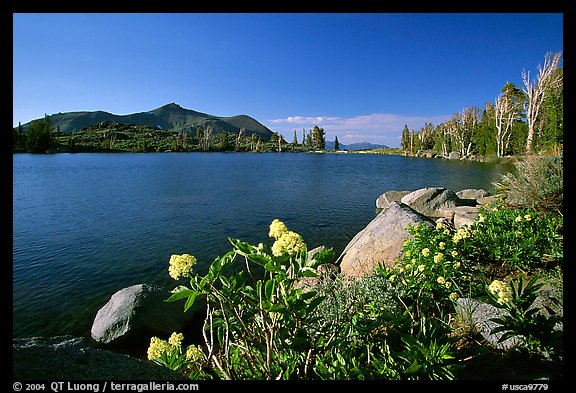 Flowers on the edge of Frog Lake, afternoon. Mokelumne Wilderness, Eldorado National Forest, California, USA