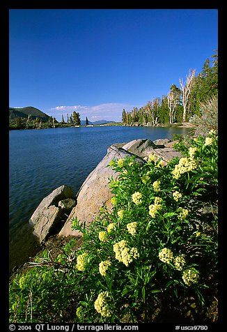 Flowers on the edge of Frog Lake. Mokelumne Wilderness, Eldorado National Forest, California, USA (color)