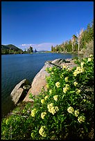 Flowers on the edge of Frog Lake. Mokelumne Wilderness, Eldorado National Forest, California, USA ( color)