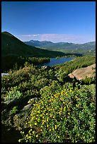 Flowers and Red Lake in the distance. Mokelumne Wilderness, Eldorado National Forest, California, USA (color)