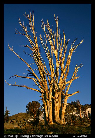 Standing tree squeleton. Mokelumne Wilderness, Eldorado National Forest, California, USA (color)