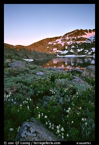 Flowers near Winnemucca Lake, sunset. Mokelumne Wilderness, Eldorado National Forest, California, USA (color)
