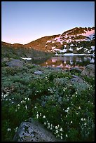 Flowers near Winnemucca Lake, sunset. Mokelumne Wilderness, Eldorado National Forest, California, USA