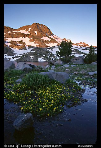 Flowers and Round Top Mountain, sunrise. Mokelumne Wilderness, Eldorado National Forest, California, USA (color)