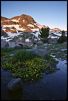 Flowers and Round Top Mountain, sunrise. Mokelumne Wilderness, Eldorado National Forest, California, USA ( color)