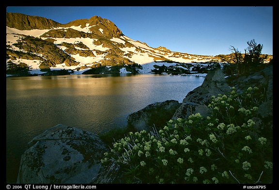 Flowers, Winnemucca Lake,  and Round Top Mountain, sunrise. Mokelumne Wilderness, Eldorado National Forest, California, USA (color)