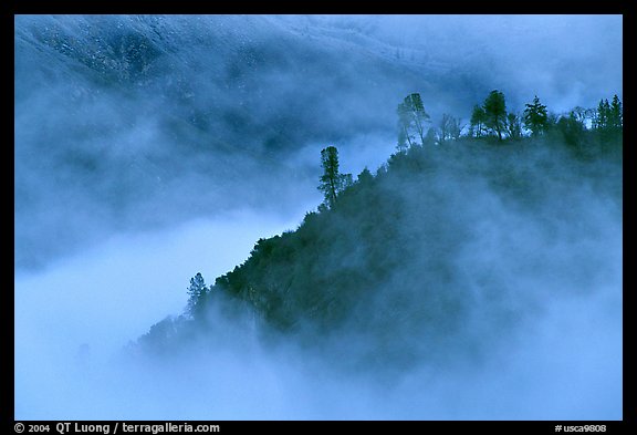 Trees and ridge in fog,  Stanislaus  National Forest. California, USA