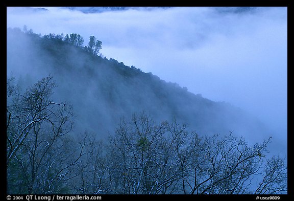 Ridge in fog,  Stanislaus  National Forest. California, USA