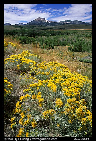 Flowering Sage and Sierra, Conway summit. California, USA
