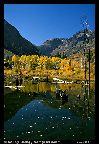 Pond and trees in autumn, Lundy Canyon, Inyo National Forest. California, USA
