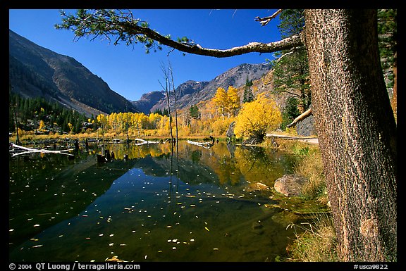 Pond and trees in fall colors, Lundy Canyon, Inyo National Forest. California, USA