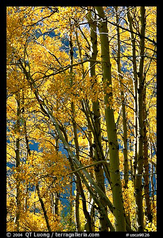 Aspens in the fall, Lundy Canyon, Inyo National Forest. California, USA (color)