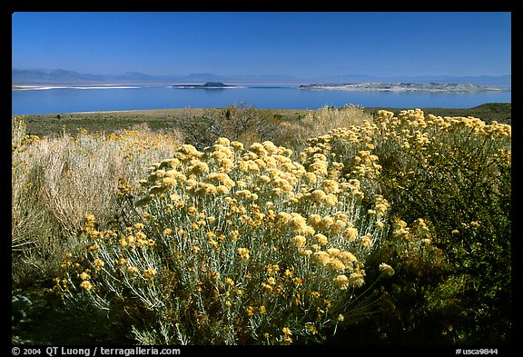 Sage and lake seen from the visitor center. Mono Lake, California, USA (color)