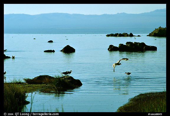 Migratory birds. Mono Lake, California, USA (color)