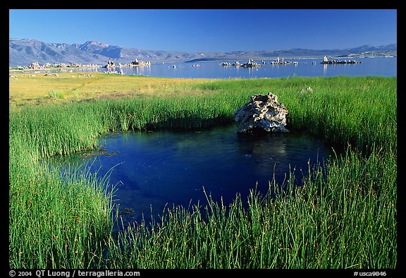 Grasses and spring with small tufa being formed underwater. Mono Lake, California, USA (color)
