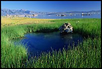 Grasses and spring with small tufa being formed underwater. Mono Lake, California, USA (color)