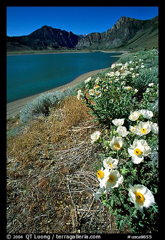 Flowers on the shores of June Lake. California, USA