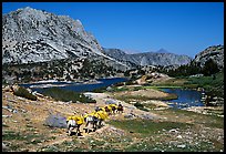 Pack train of horses, Bishop Pass trail, Inyo National Forest. California, USA (color)