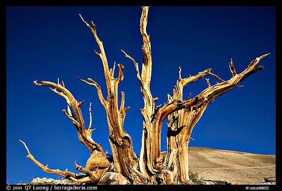 Bristlecone Pine tree squeleton, Patriarch Grove. California, USA (color)