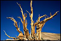 Bristlecone Pine tree squeleton, Patriarch Grove. California, USA ( color)