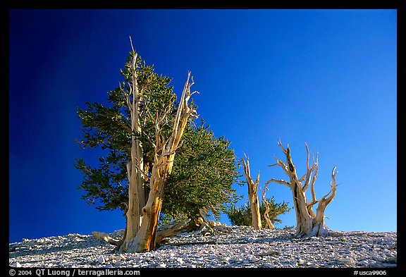 Bristlecone Pine trees, Patriarch Grove. California, USA (color)