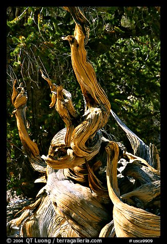 Ancient Bristlecone Pine tree, Methuselah grove. California, USA (color)