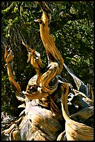 Ancient Bristlecone Pine tree, Methuselah grove. California, USA (color)