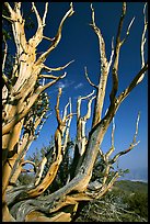 Bristlecone Pine tree squeleton, Methuselah grove. California, USA ( color)