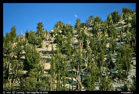Bristlecone Pine forest, Methuselah grove, White Mountains. California, USA (color)