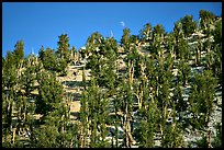 Bristlecone Pine forest, Methuselah grove, White Mountains. California, USA ( color)
