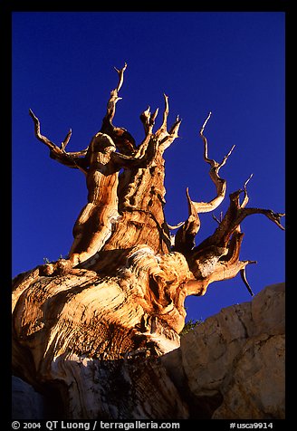 Bristlecone Pine tree, late afternoon, Discovery Trail, Schulman Grove. California, USA (color)