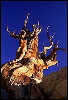 Bristlecone Pine tree, late afternoon, Discovery Trail, Schulman Grove. California, USA ( color)
