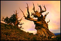 Gnarled Bristlecone Pine trees  at sunset, Discovery Trail, Schulman Grove. California, USA ( color)