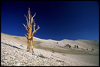 Lone Bristlecone Pine tree squeleton, Patriarch Grove. California, USA (color)