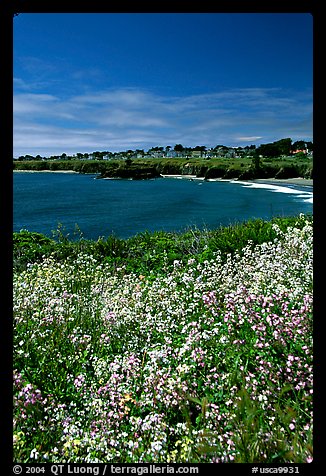 Spring wildflowers and Ocean, Mendocino in the background. California, USA